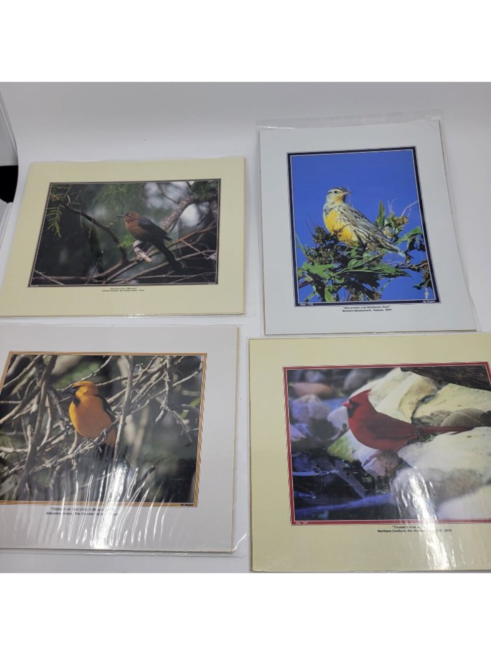 PHOTOGRAPHY Art Prints Lot 4 Vintage BIrds Birding Nature Photos - HW025